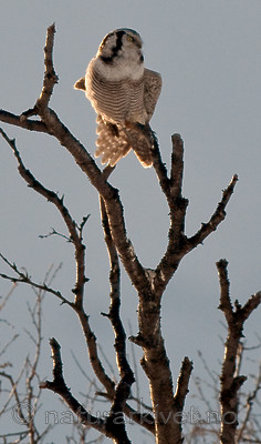 BB 12 0140 / Surnia ulula / Haukugle